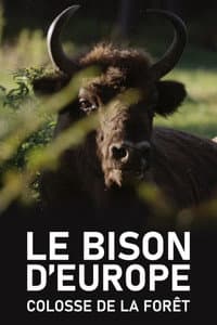 Le Bison d'Europe, colosse de la forêt
